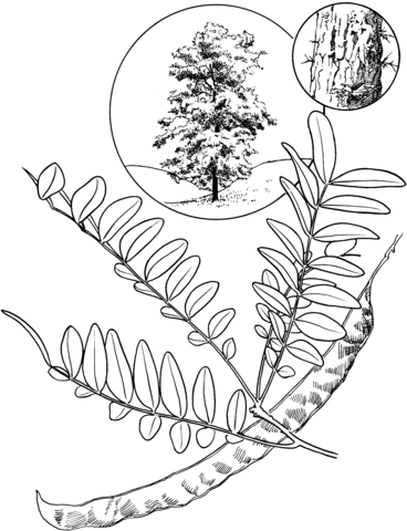 Honey Locust Coloring Page